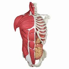 The major organs of the abdomen include the small intestine, large intestine, and stomach. Full Human Torso Anatomy 3d Model 159 Obj Ma Max Fbx Free3d