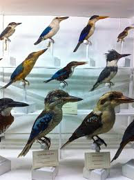 Kingfishers Incl Australian Kookaburras In Front Row Australian Birds Kingfisher Kinds Of Birds