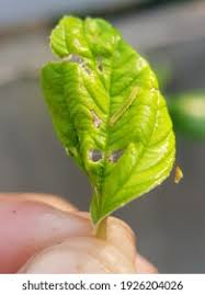 Image result for Archips rosanus