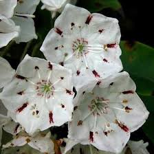 Download high quality flower pictures for your mobile, desktop or website. 50 Most Beautiful Flowers In The World