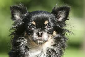 The coat can be straight or slightly curly, and they have a downy undercoat which the longhaired chihuahua typically sheds less than the short haired one and requires minimal grooming. Long Haired Chihuahua A Complete Breed Guide All Things Dogs All Things Dogs