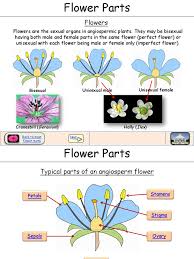 Pollen consists of male reproductive cells. Flower Parts Flowers Petal
