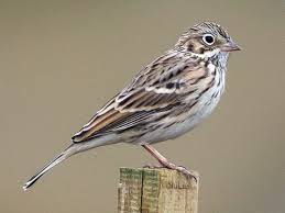 Birds Of A Feather Song Rio Lesson 28 Song Sparrow Sparrow Sparrow Bird