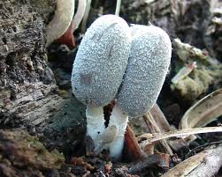 Image result for Coprinus lagopus
