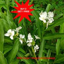 Image result for Helichrysum moggii