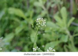 Image result for Capsella