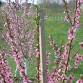 NH Fruit Growers Twilight Meeting & Annual Harvest Party