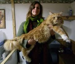 These pets are among america's they are among the largest domestic cat breeds, with some males even reaching weights of 25 lb, although the average weight is lower and females are rather smaller. Maine Coon Personality Things You Don T Know About The Gentle Giant Maine Coon Cat