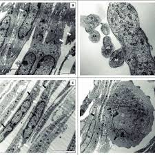 Image result for Geigeria burkei