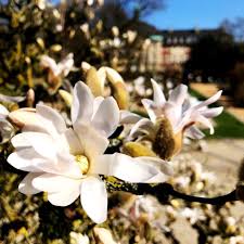 Mit den ersten warmen temperaturen des neuen jahres erwacht die natur aus ihrem winterschlaf. Gartentechnik De