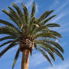 Image result for Phoenix canariensis