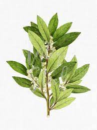 Laurel Clipart Digital Image Instant Download Bay Leaf Vintage Herb Printable Art For Wall Art Decor Crafts Invitations Clip Art Laurel Digital Image