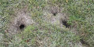 Maybe you would like to learn more about one of these? How To Fill Chipmunk Holes 3 Easy Methods