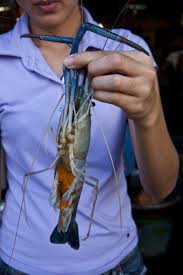 I M Dreaming Of Aquaponics Aquaponics Fish 10 Gallon Fish Tank