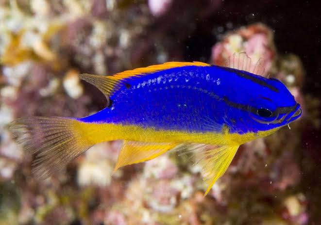 Fiji Blue Devil Damselfish (Chrysiptera taupou) Species Profile :: AquariumDomain.com