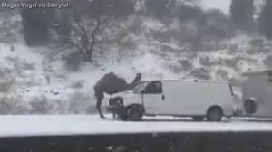 Venice island performing arts & recreation center • philadelphia, pa. Camel Spotted On Freeway In Pennsylvania Snowstorm Abc7 San Francisco