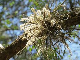 Image result for Microcoelia stolzii