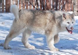 Purebred, healthy alaskan malamute dogs and puppies for sale from european breeders with health and lifetime puppyness guarantee. Kokamal Kennels Purebread Alaskan Malamutes Edson Alberta Canada