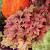 Heuchera Sugar Plum