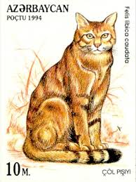 Image result for Dinebra caudata