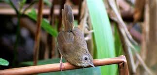 Burung ini di indonesia dikenal juga sebagai kucica hutan. Jenis Burung Jenggot Mini Jenis Burung Jenggot Mini Paling Populer 30 Gambar Jenggot Mini Ciung Air Jawa Adalah Spesies Burung Dari Keluarga Timaliidae Dari Genus Macronous
