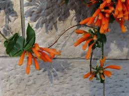 Image result for Pyrostegia