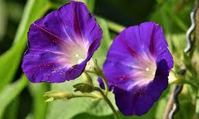 Morning Glory Flower Meaning Best Flower Wallpaper