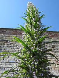 Image result for Echium