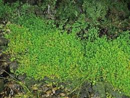 Image result for Salacia kraussii