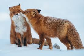 Attractive couple having foreplay in bed. Animal Couples Prove True Love Exists Wow Amazing