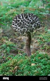Image result for Strobilomyces strobilaceus
