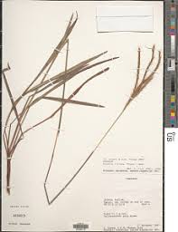 Image result for Eulalia polyneura