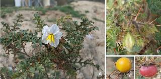 Image result for Solanum sisymbriifolium
