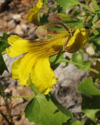 Image result for Goodeniaceae