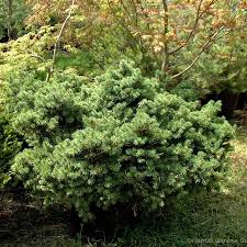 Image result for Ficus pygmaea