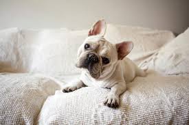 We are looking for the right homes for these bulldogs. French Bulldog Rescue Groups Lovetoknow