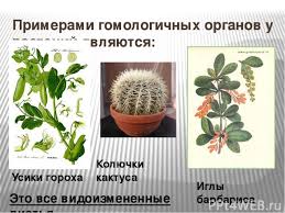 Maybe you would like to learn more about one of these? Prezentaciya Na Temu Evolyucionnyj Process Skachat Besplatno Prezentacii Po Biologii