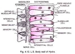 Maybe you would like to learn more about one of these? Phylum Cnidaria Characters And Classification Animal Kingdom