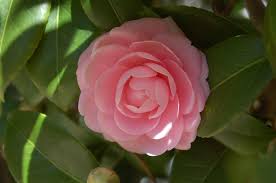 Bwisegardening Winter Roses Camellias For Zones 6 Winter Rose Winter Flowers Rose
