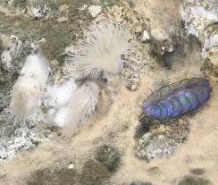 Image result for Pseudopod Ospermum