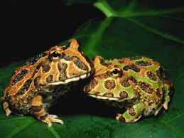 What You Need To Know About Pet Frogs Frogs as pets require the same level of commitment as with dogs and cats. what you need to know about pet frogs