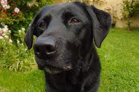 Some with an athletic style body and others with a stocky, english style body. Labrador Breeders In Arizona Reviewed Breeder Review