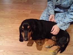Black And Brown Dog Breeds Puppy Black And Brown Basset Hound Basset Hound Bassett Hound Basset