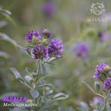 Image result for Medicago sativa