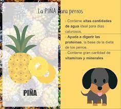 La Pina Es Un Estupendo Alimento Para Darle A Nuestro Peludo En La Merienda Descubre Todo Sobre Los Ben Recetas Para Perros Perros Consejos Para Mascotas