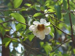 Image result for Oncoba