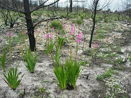 Image result for Watsonia borbonica
