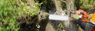 Maybe you would like to learn more about one of these? Baum Selber Fallen Anleitung Zum Fallen Einer Weide Max Diybook De