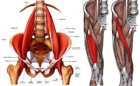 Carrying load in ipsilateral hand. Hip Abductor Muscles Diagram Hip Abductors And Rotator Muscles Hip Joint Kinetics Part These 3 Muscles Share The Common Function Of Hip Abduction Which Means They Work To Take