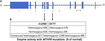 Methylenetetrahydrofolate Reductase And Psychiatric Diseases Translational Psychiatry